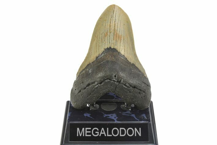 Serrated, Fossil Megalodon Tooth - North Carolina #299001